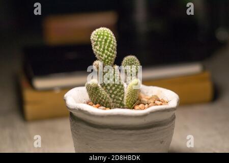 Opuntia microdasys (Engelsflügel, Hasen-Ohren-Kaktus, Hasen-Kaktus oder Polka-dot-Kaktus) ist eine blühende Pflanze aus der Kaktusfamilie Cactaceae Stockfoto