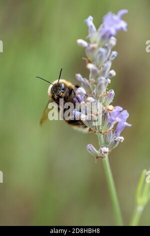 Eine lächelnde, weißschwänzige Hummel klammert sich an eine Lavendelblüte. Stockfoto