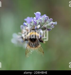 Die zarten Flügel einer Weißschwanzhummel fangen das Licht ein, während sie auf den Blüten einer Lavendelspieß-Pflanze sitzt. Stockfoto