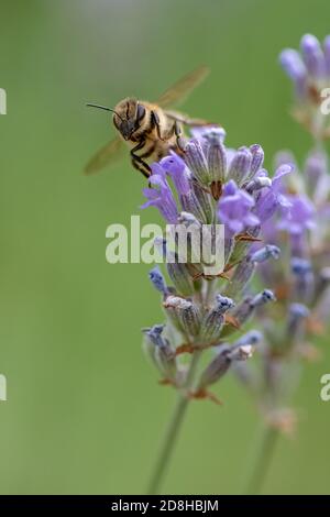 Eine Honigbiene, die auf einer spica-Lavendelblüte nach Pollen aufsuche. Stockfoto