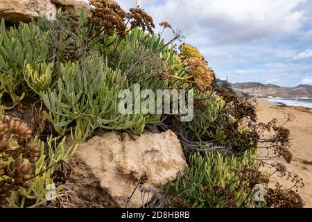 Porto Santo Beach Felsformationen - Portugal Stockfoto