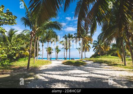 Palmenhain und üppige Gärten am Strand der Atlantikküste. Varadero, Kuba. Stockfoto