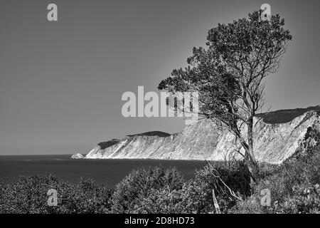 Einsamer Baum an einer zerklüfteten Küste auf der Insel Kefalonia in Griechenland, monochrom Stockfoto