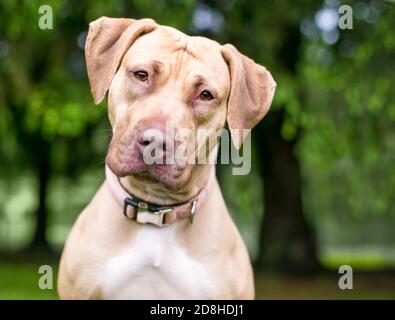 Ein Retriever x Hound Mischlingshund beim Betrachten der Kamera mit Kopfneigung Stockfoto