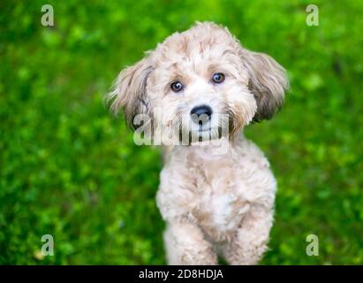 Ein kleiner Pudel Mischlingshund sitzt in einem Bettelstellung im Freien Stockfoto