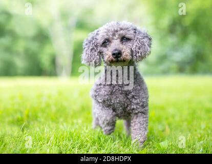 Ein grauer Zwergpudel Mischlingshund, der im Freien steht Stockfoto