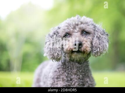 Ein grauer Zwergpudel Mischlingshund im Freien Stockfoto