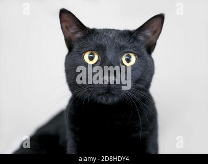 Eine schwarze Hauskatze mit gelben Augen und erweitert Schüler Stockfoto