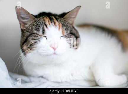 Eine schläfrige Calico tabby Hauskatze, die sich darauf legt Eine Decke mit geschlossenen Augen Stockfoto