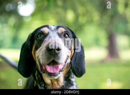 Ein Bluetick Coonhound Hund mit einem fröhlichen Ausdruck im Freien Stockfoto