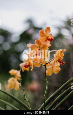 Leuchtend orange tropische Orchideen in Guadeloupe Stockfoto