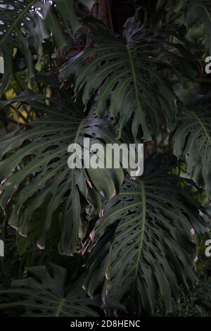 Schöne riesige Monstera Blätter mit definierten Löchern in einem tropischen Wald Stockfoto