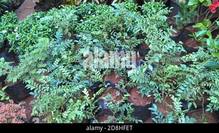 Curryblätter von Currybaum auch als Murraya koenigi bekannt Und kadi patta Stockfoto