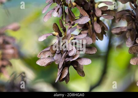 Sycamore Acer pseudoplatanus Herbstsaison Paare von geflügelten Früchten Samen Hängend von Zweigen teilt sich in einzelne braune strukturierte Flügel, die Spirale nach unten Stockfoto