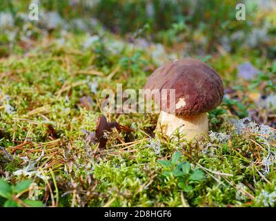 Steinpilze in einem Kiefernwald aus der Nähe Stockfoto