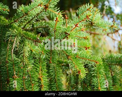 Fichtenzweig mit grünen Nadelnadeln, die aus nächster Nähe schwingen Stockfoto