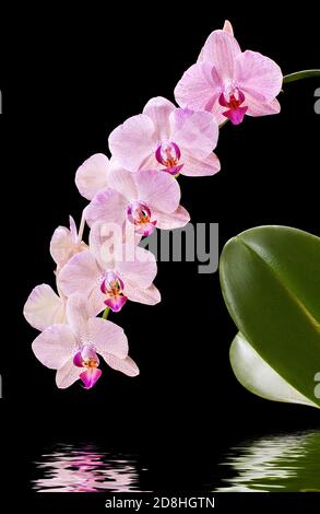 Phalaenopsis. Orchidee auf schwarzem Hintergrund und Wasserspiegelung Stockfoto