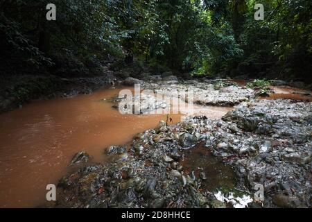 Tropische Landschaft mit einem kleinen schlammigen Fluss durch dunklen Regenwald. Samana, Dominikanische Republik Stockfoto