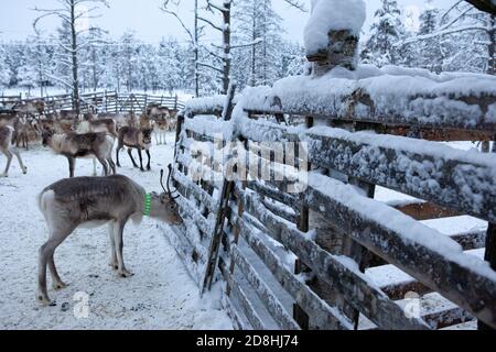 Rentierherde, im Winter, Lappland und Nordfinnland Stockfoto