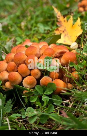 Junge, ummantelte Holztuft, Pilze Stockfoto