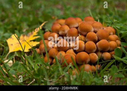 Junge, ummantelte Holztuft, Pilze Stockfoto