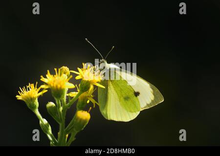 Makrofoto eines Paares von großen weißen Exemplaren, auch Kohlschmetterling genannt, Kohlweiß (Pieris brassicae), Schmetterling der Pieridae fam Stockfoto