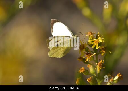 Makrofoto eines Paares von großen weißen Exemplaren, auch Kohlschmetterling genannt, Kohlweiß (Pieris brassicae), Schmetterling der Pieridae fam Stockfoto