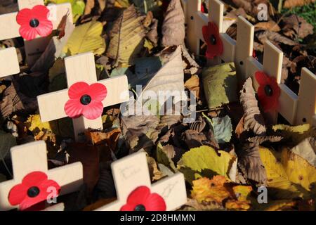 Mohn Schottland Mohnblumen auf Holzkreuze auf dem Boden unter Herbstlaub in einem Erinnerungsgarten Stockfoto