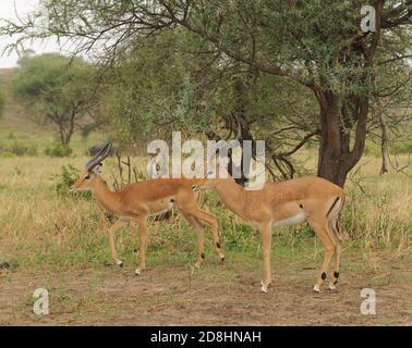 Nahaufnahme von Impala (Aepyceros melampus Wissenschaftlicher Name: oder der wala Pala'in Swaheli) Bild auf Safari in den Tarangire Nationalpark entfernt, Tanz Stockfoto