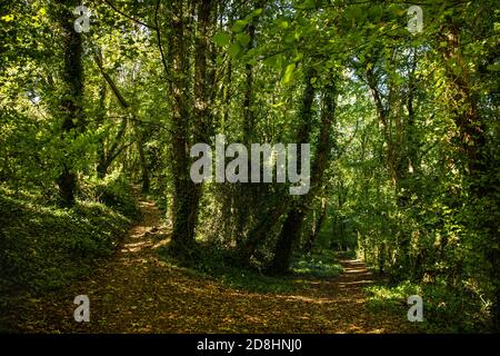 Großbritannien, Wales, Glamorgan, Barry, Porthkerry, Country Park, Waldwege Stockfoto