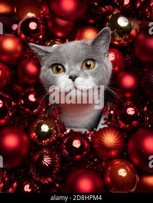 Grauweiße britische Kurzhaarkatze, umgeben von roten weihnachtskugeln Dekoration Stockfoto