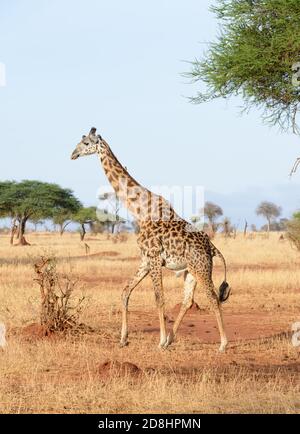 Nahaufnahme der Masai Giraffe (wissenschaftlicher Name: Giraffa camelopardalis tippelskirchi oder 'Twiga' in Swaheli) in der Serengeti/Tarangire, Lake Manyara, Ngorog Stockfoto