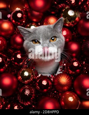 Grauweiße britische Kurzhaarkatze, umgeben von roten weihnachtskugeln Dekoration Stockfoto