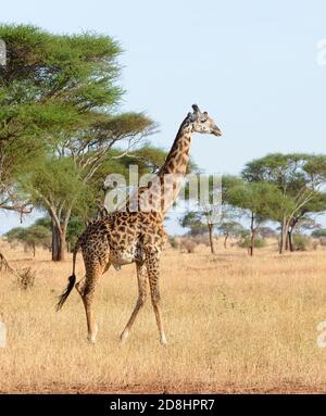 Nahaufnahme der Masai Giraffe (wissenschaftlicher Name: Giraffa camelopardalis tippelskirchi oder 'Twiga' in Swaheli) in der Serengeti/Tarangire, Lake Manyara, Ngorog Stockfoto