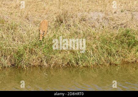 Männliche Reedbuck in ihrer Lieblingslage in der Nähe von Wasser, im Tarangire Nationalpark, Tansania Stockfoto