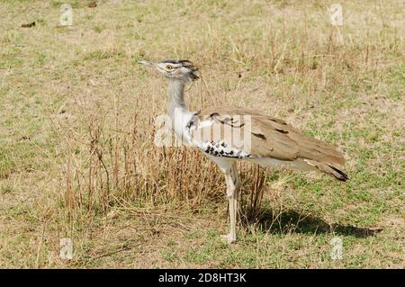 Portrit eines Kori Bustard (Ardeotis kori struthiunculus) im Ngorongoro Krater Stockfoto