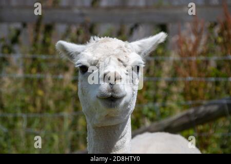 Ziemlich Alpaka posiert für die Kamera Stockfoto