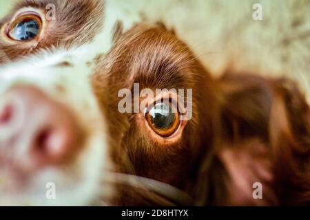 Nahaufnahme eines springer Spaniel Augen und Gesicht Stockfoto