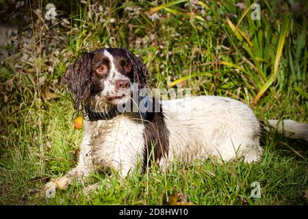 Englisch Springer Spaniel im Gras liegend Stockfoto
