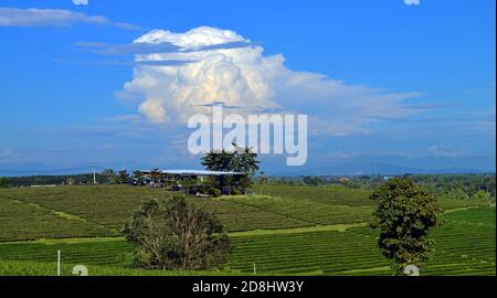 Thailand - wowing Wolke über Choui Fong Tee Plantage Stockfoto