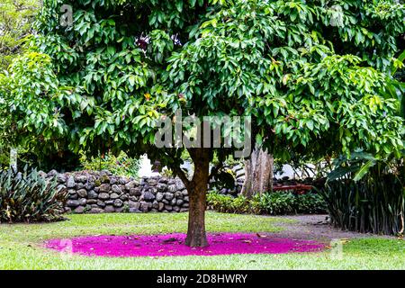 Schöner rosafarbener Blumenteppich unter einem malaiischen Rosenapfel (Syzygium malaccense ) Baum Stockfoto