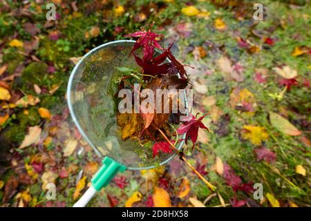 Laub und Entenkraut aus einem kleinen Gartenteich Im Herbst mit einem Fangnetz - UK Stockfoto