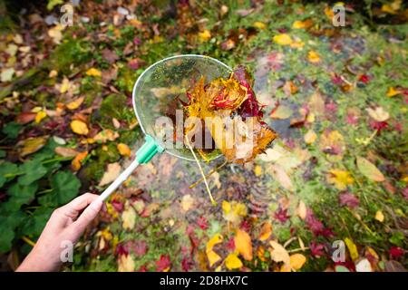 Laub und Entenkraut aus einem kleinen Gartenteich Im Herbst mit einem Fangnetz - UK Stockfoto