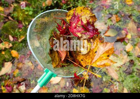 Laub und Entenkraut aus einem kleinen Gartenteich Im Herbst mit einem Fangnetz - UK Stockfoto