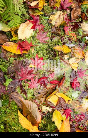 Garten Wildtierteich im Herbst mit bunten Blätter fallen und Entenkraut - Großbritannien Stockfoto