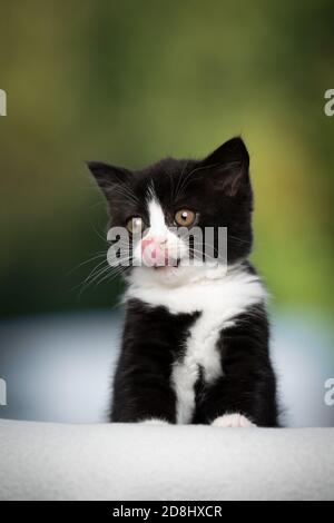 Cute hungry schwarz weiß Smoking britische shorthait Kätzchen lecken Lippen Stockfoto