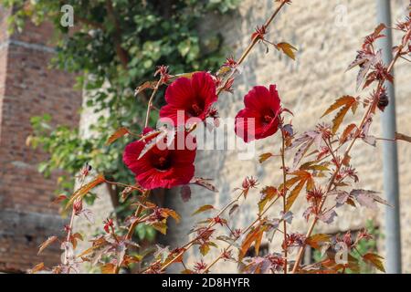 Schöne Blüten von Cranberry Hibiscus. Diese werden auch als falsche roselle, kastanienbraune Malve, rot blättriger Hibiskus und roter Schild Hibiskus genannt Stockfoto