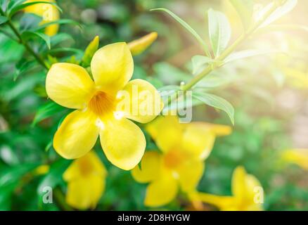 Caesalpinia Blume auf verschwommenem grünem Blatt Hintergrund ist Caesalpinia eine Gattung von blühenden Pflanzen in der Familie der Hülsenfrüchte Stockfoto