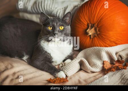 Eine graue Hauskatze mit niedlicher Schnauze und gelben Augen liegt auf einem weichen Bett zwischen Herbstartikeln - einem großen reifen Kürbis, Ahornblättern und warmen Pullovern. Halle Stockfoto
