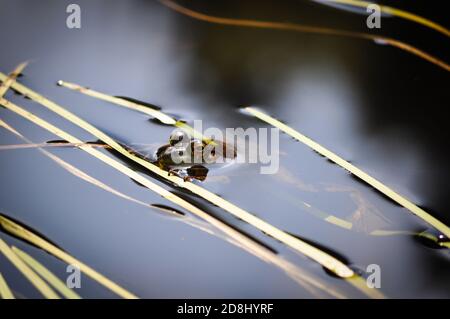 Frosch beim Kanufahren im Algonquin Provincial PARK in Ontario, KANADA. Stockfoto